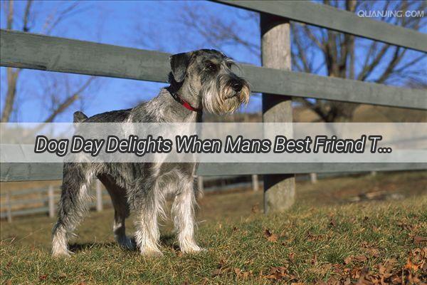 Dog Day Delights When Mans Best Friend Tastes the Sweetness of Chinese Sweets